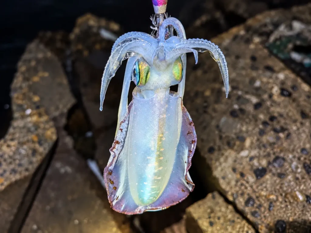 出雲崎のエギングで釣れた秋のアオリイカ